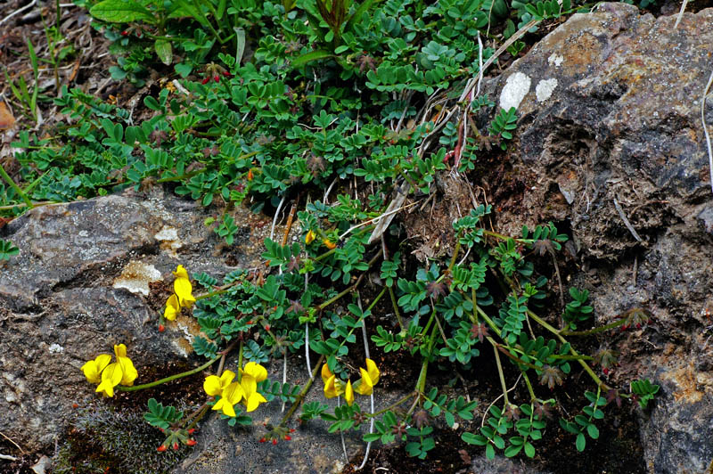 Hippocrepis comosa